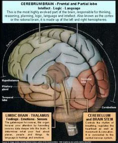 being hypnotised brain function